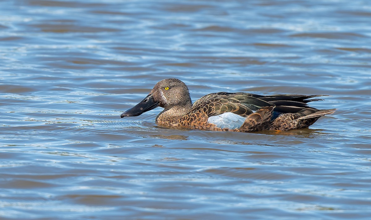 ミカヅキハシビロガモ - ML645967895