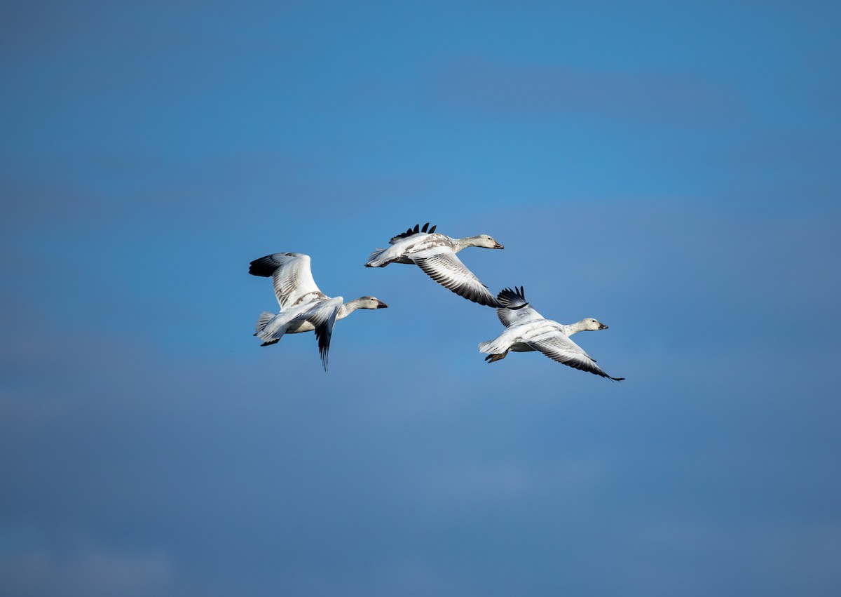 Snow Goose - ML645967898