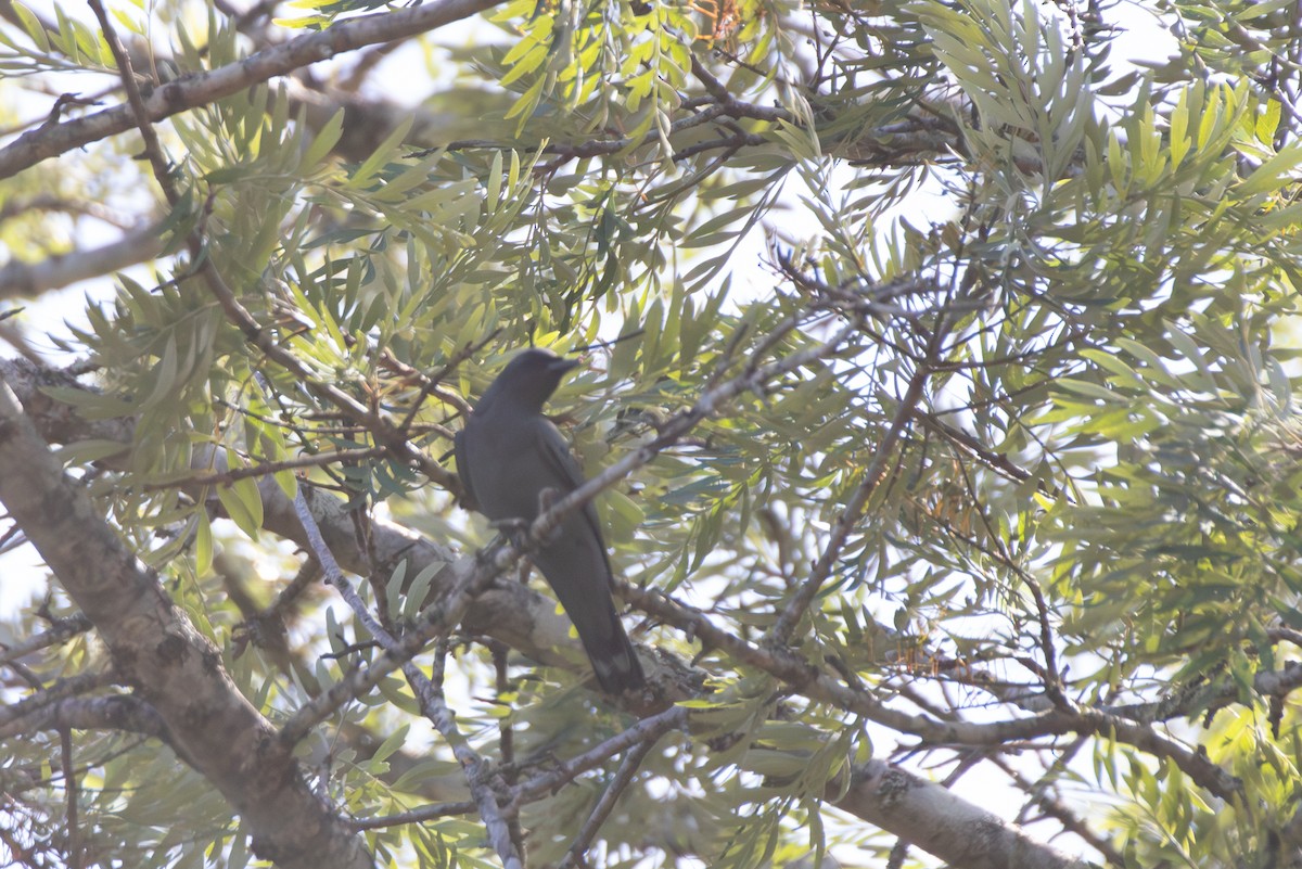 Sahul Cicadabird - ML645967906