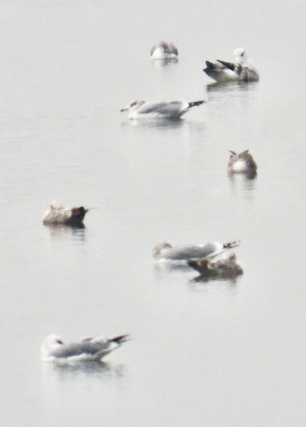 Gaviota/Gavión sp. - ML645967908