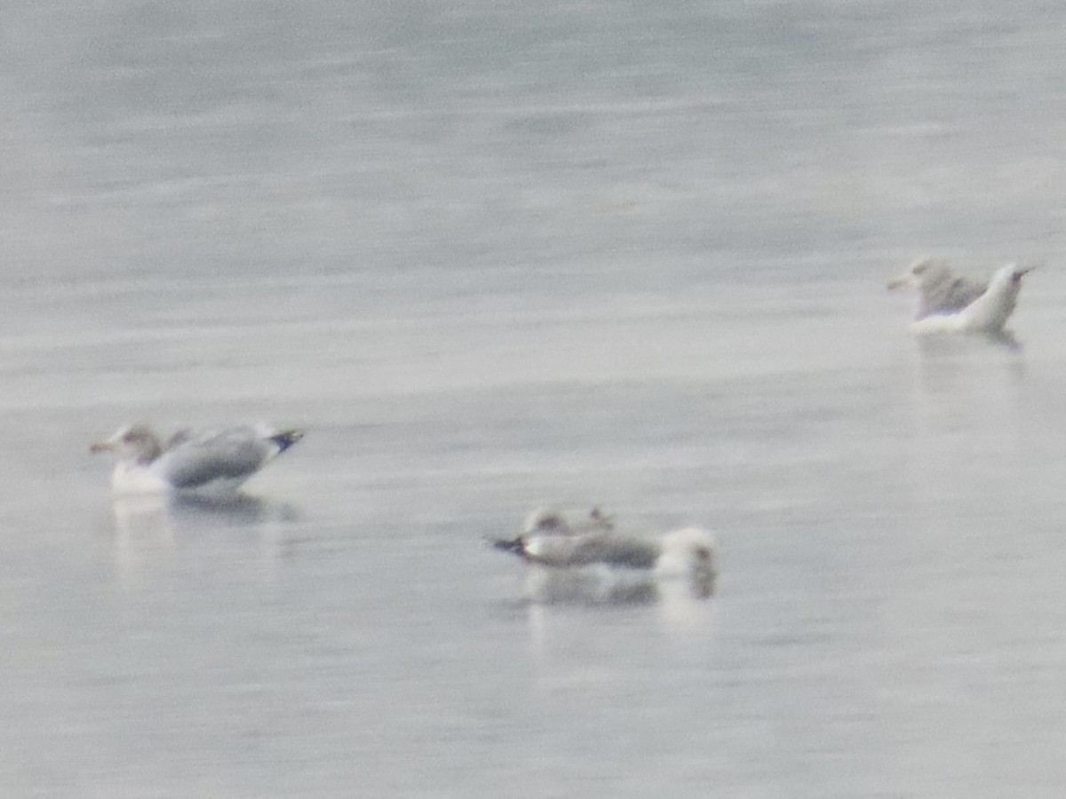 Gaviota/Gavión sp. - ML645967909