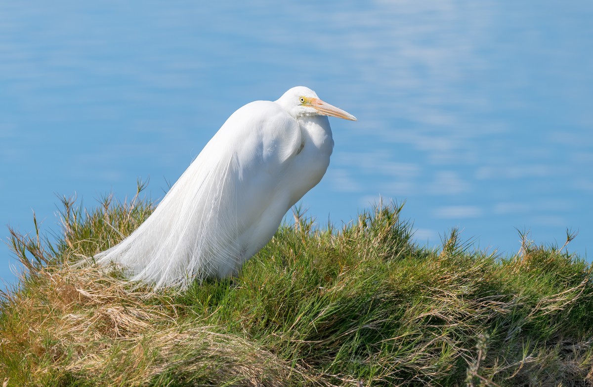 Koartza zuria - ML645967910