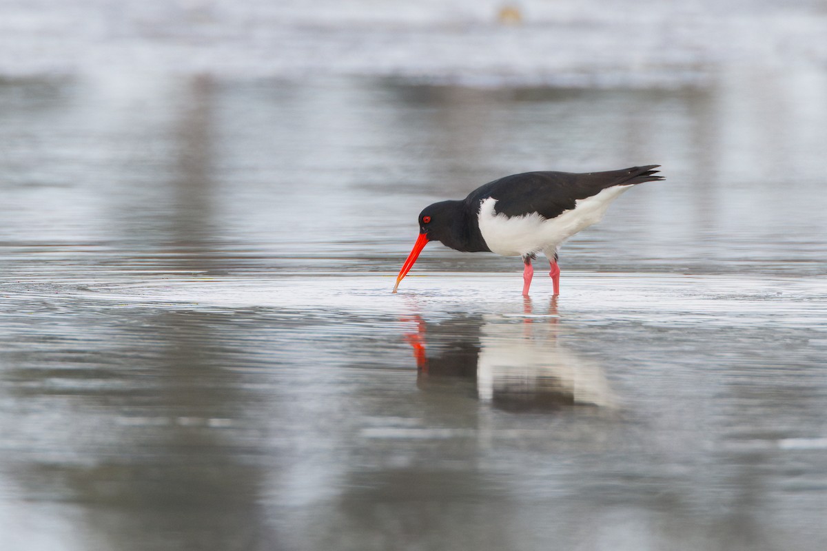 Pied Oystercatcher - ML645967911