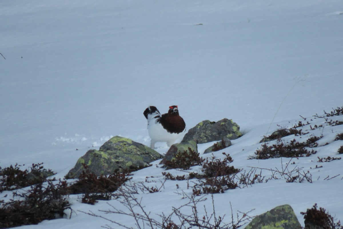 Lagopède des saules - ML645967916