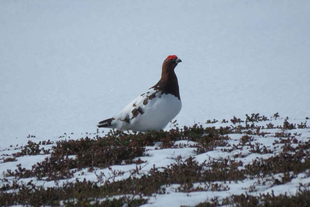 Lagopède des saules - ML645967917