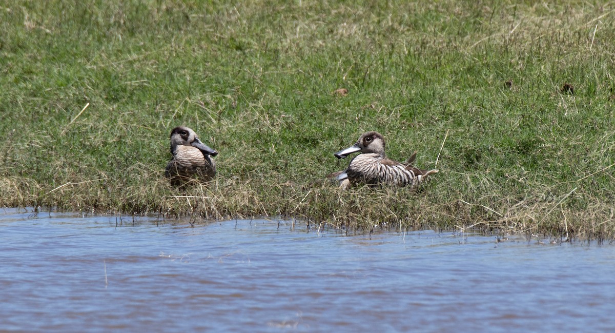 Pink-eared Duck - ML645967933