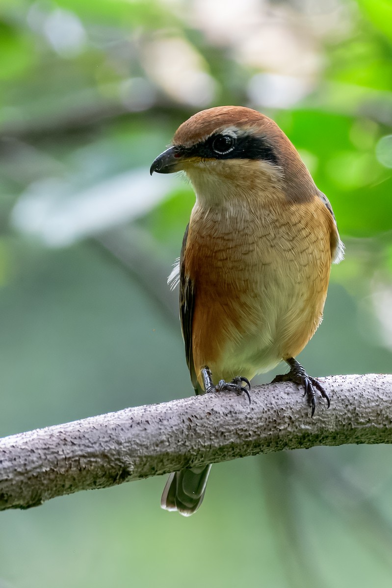 Bull-headed Shrike - ML645967937