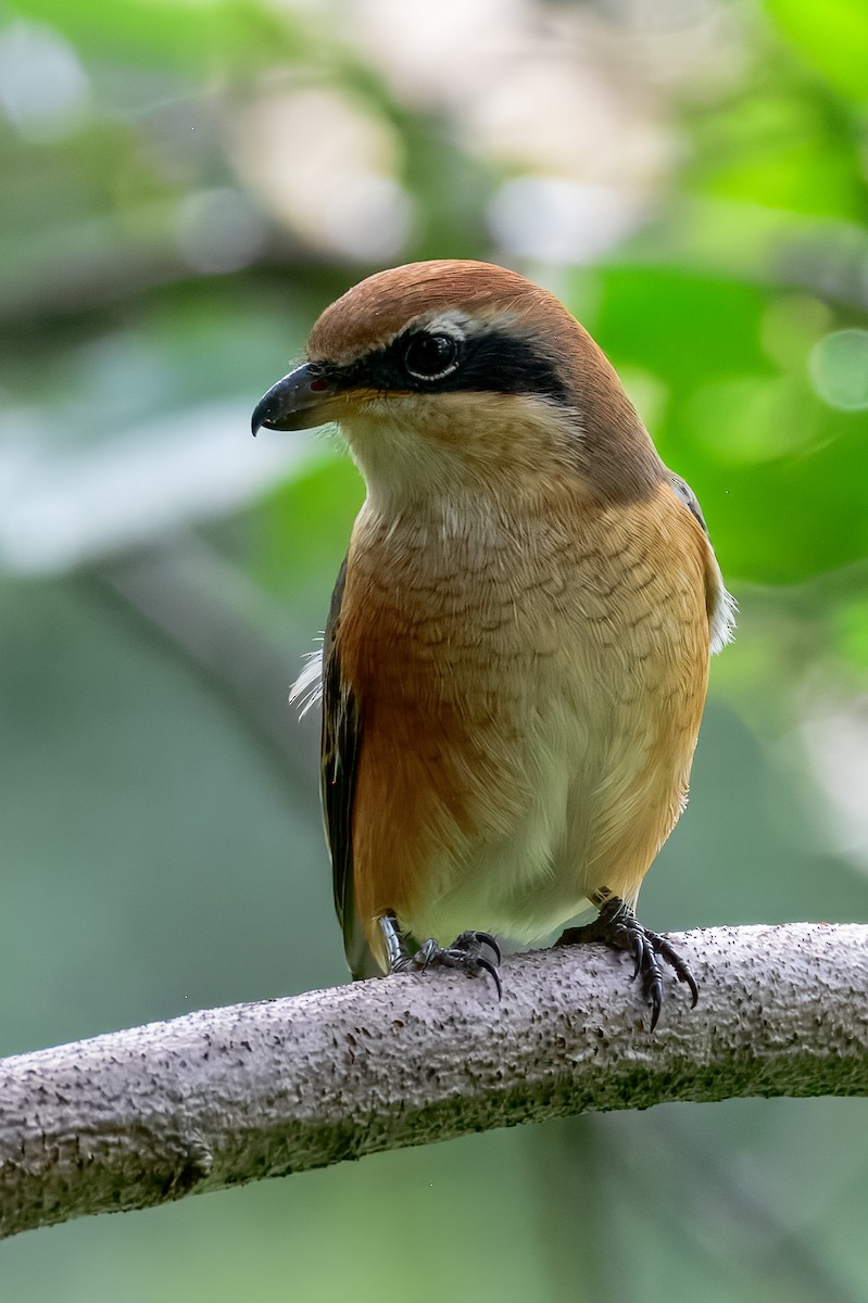 oksevarsler - ML645967938