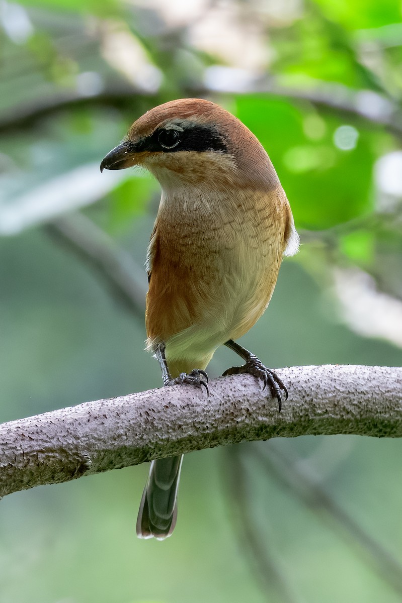 Bull-headed Shrike - ML645967939