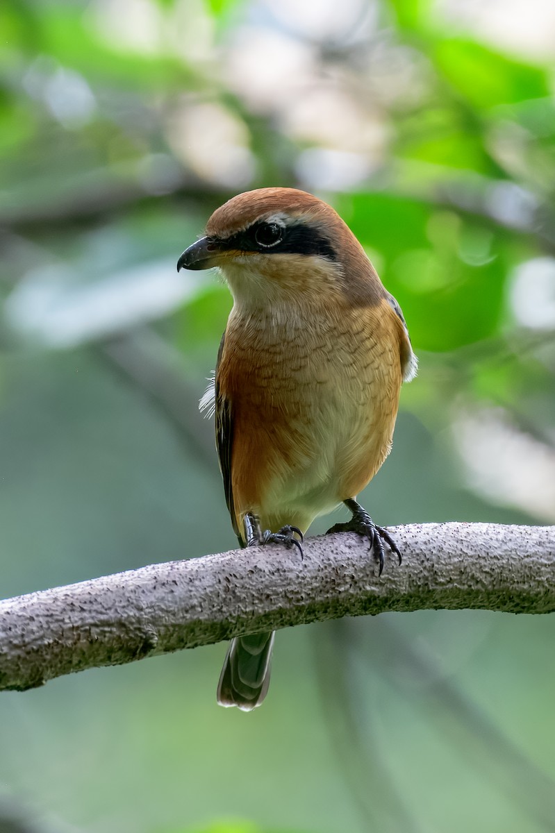 Bull-headed Shrike - ML645967940