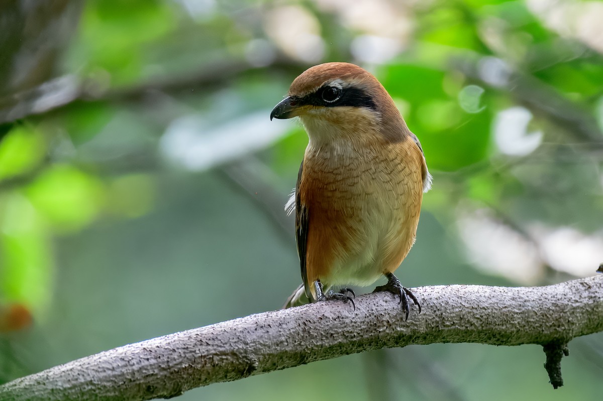 Bull-headed Shrike - ML645967941
