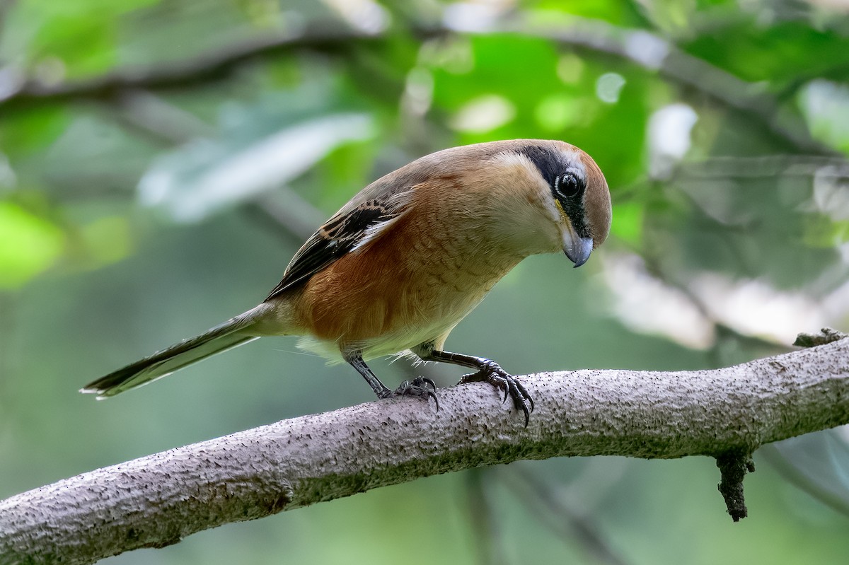 Bull-headed Shrike - ML645967942