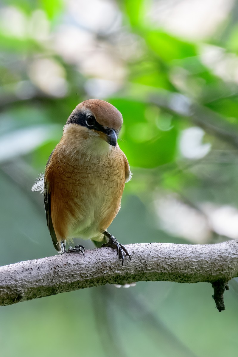 oksevarsler - ML645967944