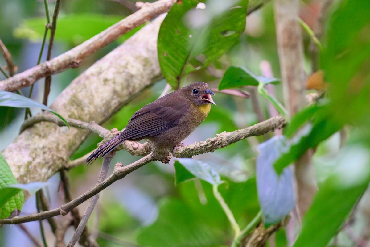 Red-throated Ant-Tanager - ML645967945