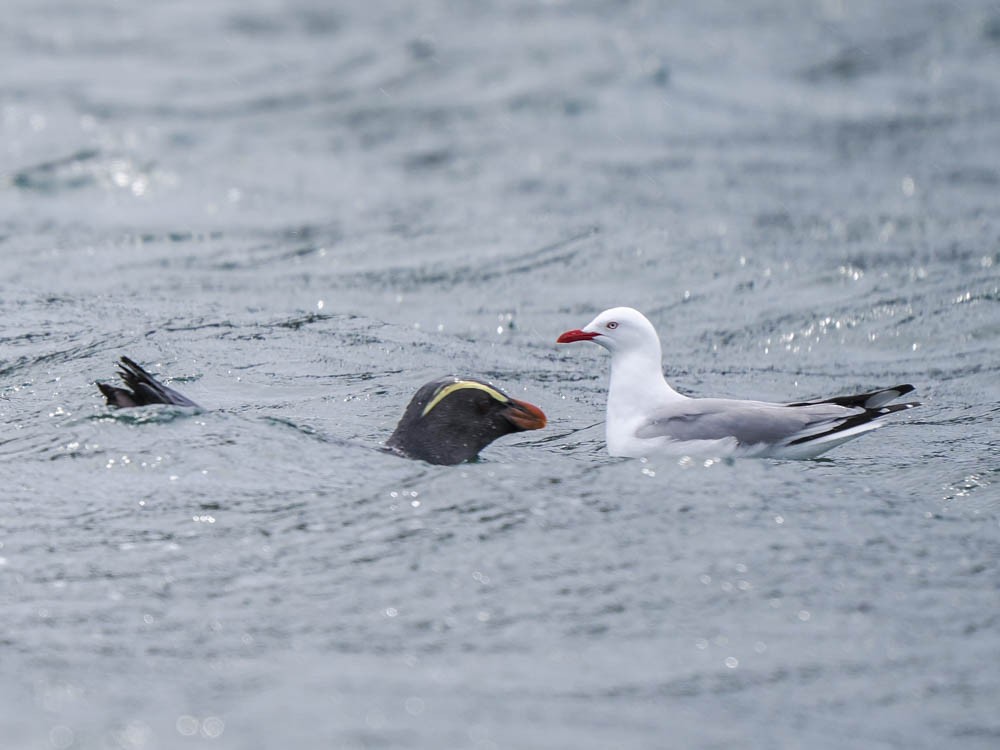 Fiordland Penguin - ML645967946