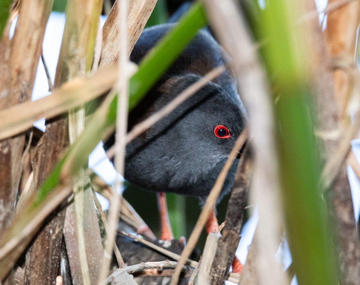 Spotless Crake - ML645967947