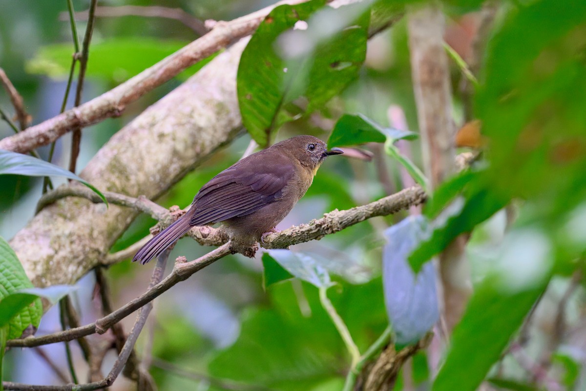 Red-throated Ant-Tanager - ML645967949
