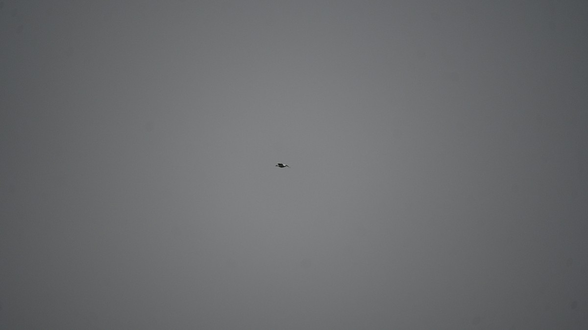 Snow Goose - ML645967951