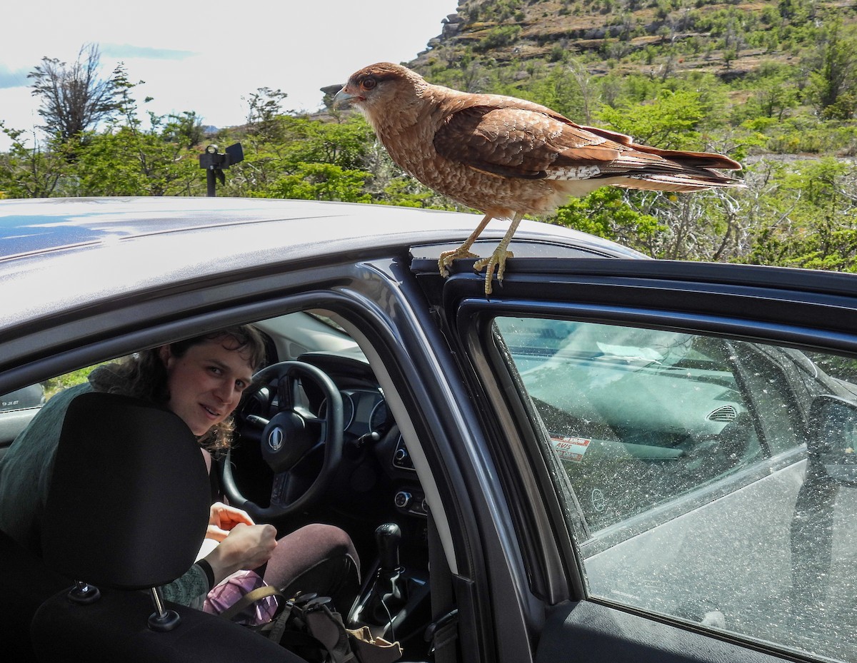 Chimango Caracara - ML645967952