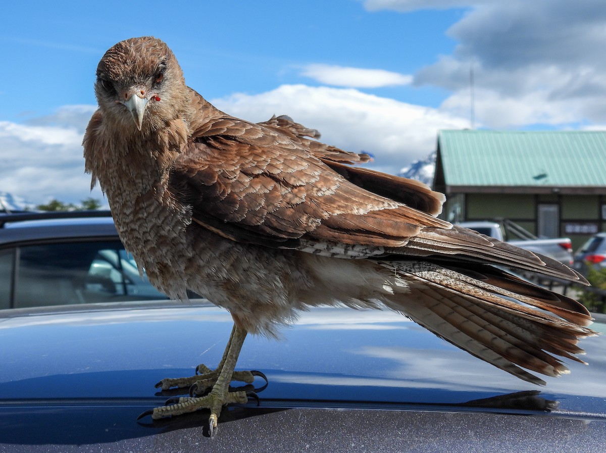 Chimango Caracara - ML645967953
