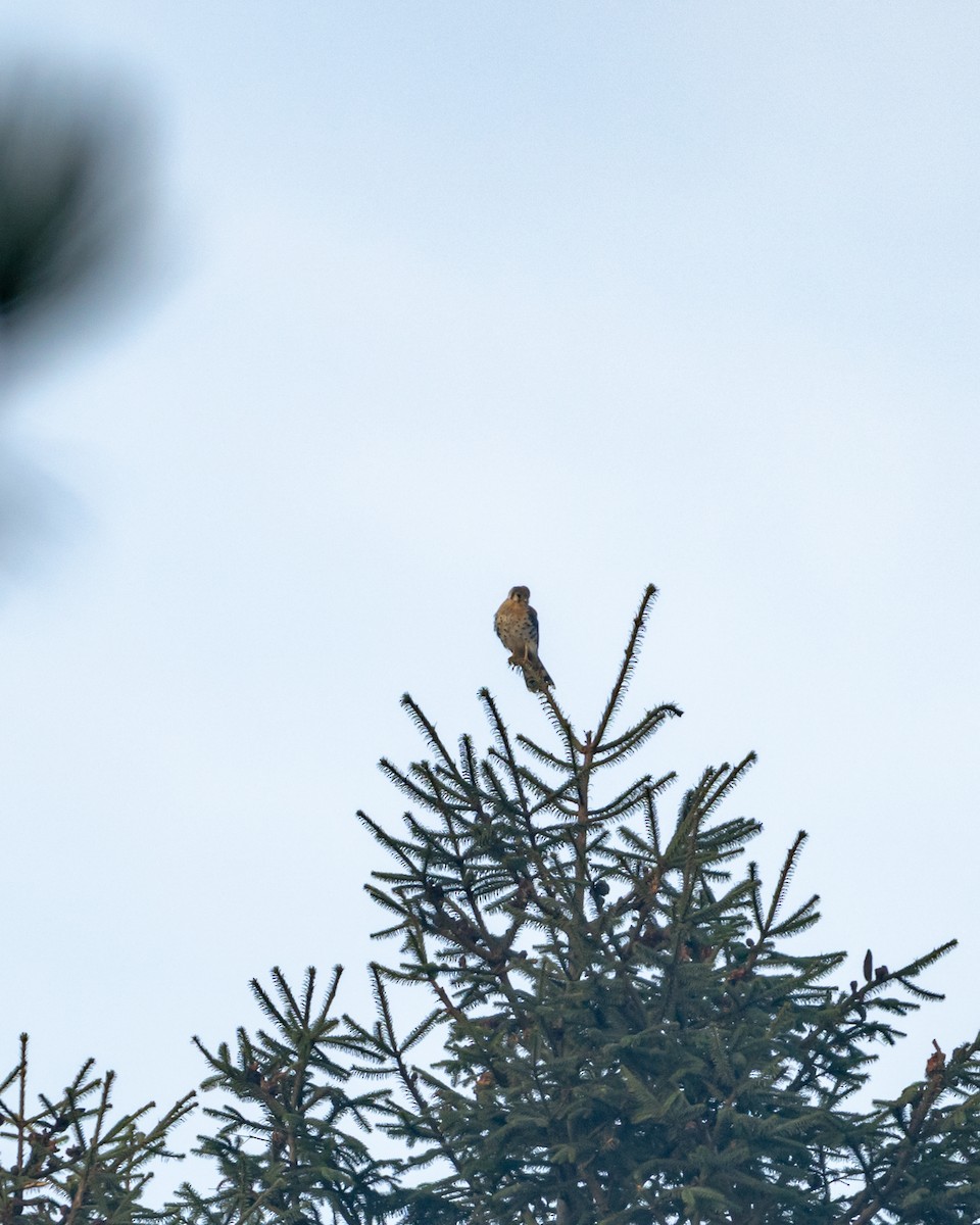 American Kestrel - ML645967954