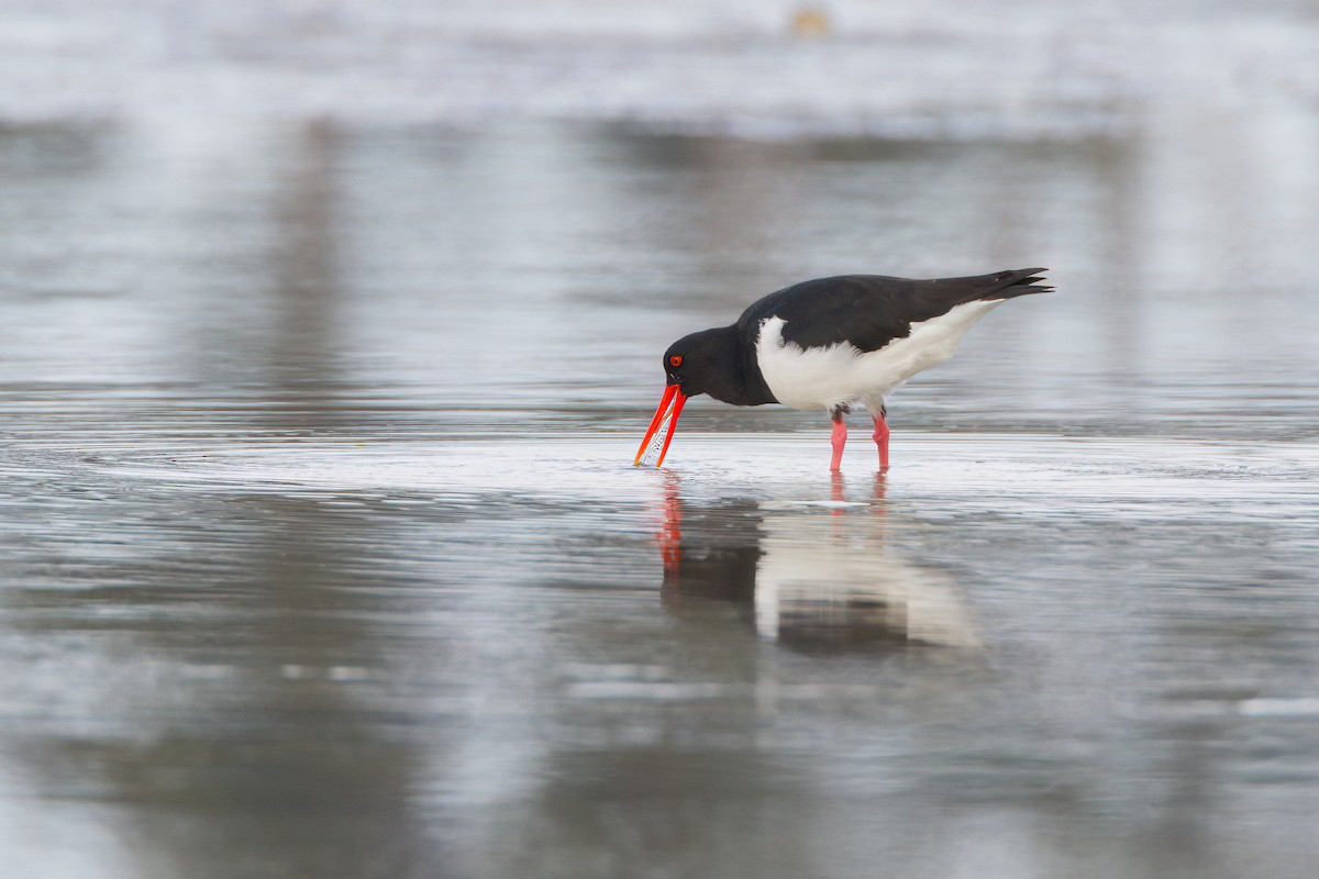 Pied Oystercatcher - ML645967955