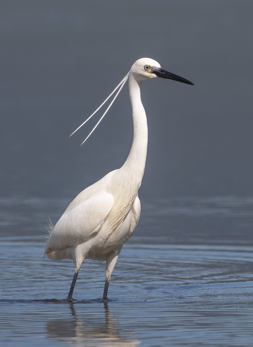 Little Egret - ML645967957