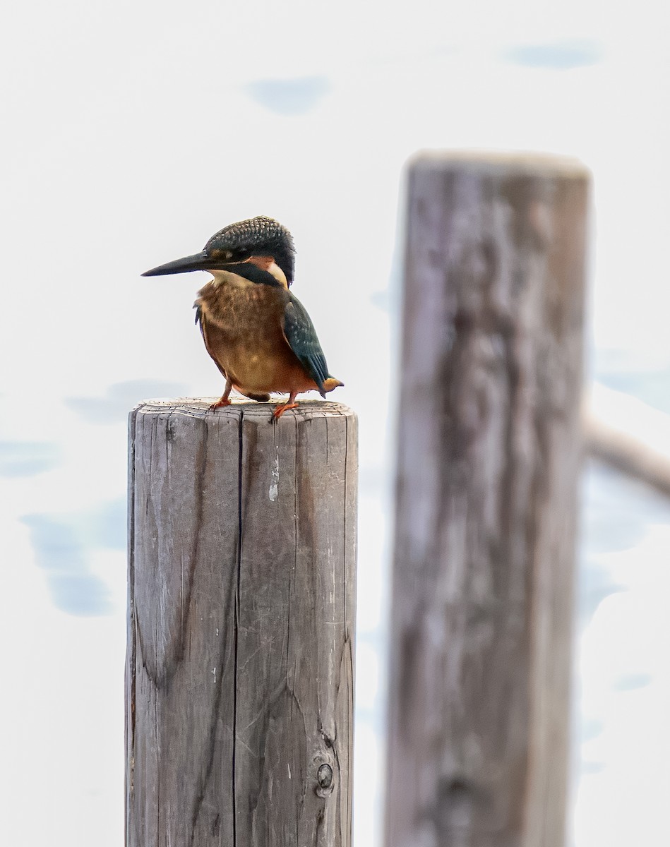 Common Kingfisher - ML645967958