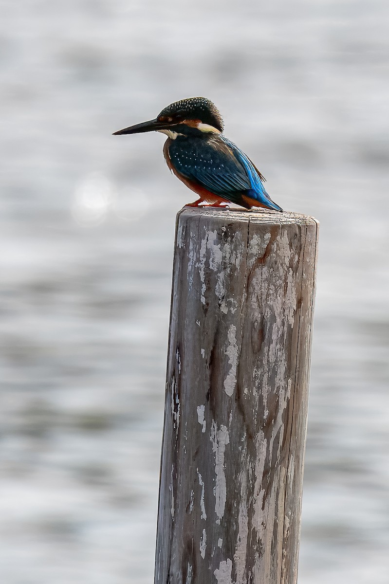 Common Kingfisher - ML645967959