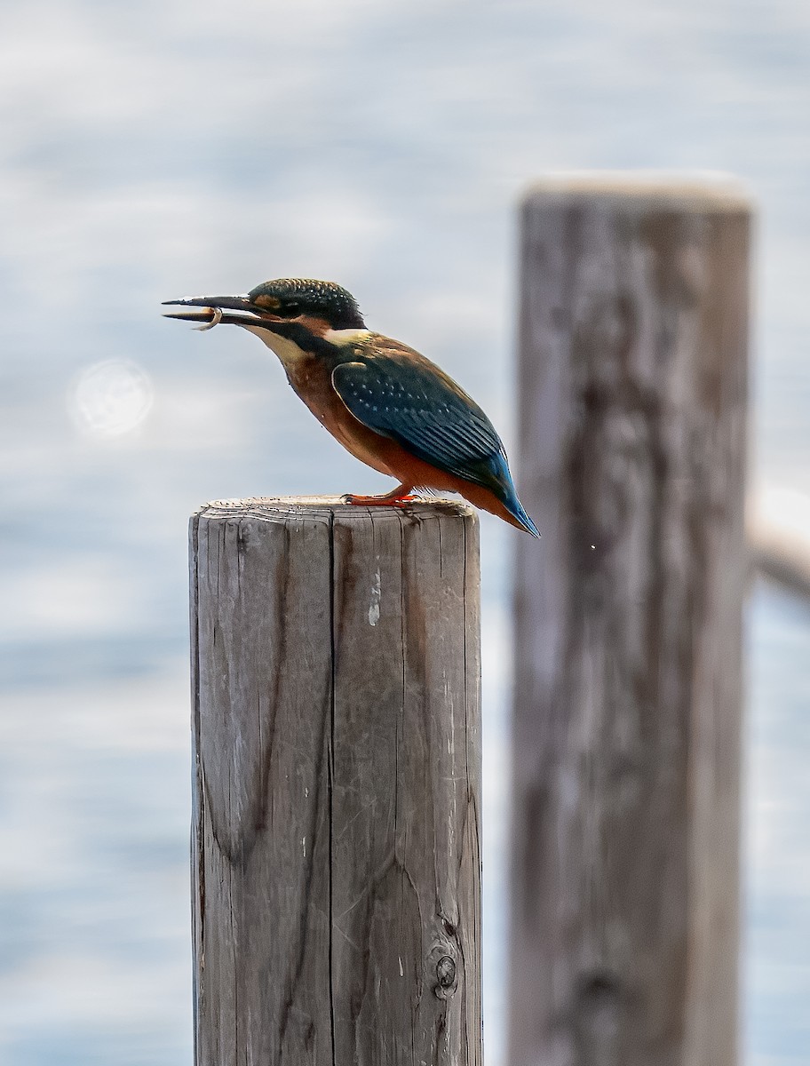 Common Kingfisher - ML645967960