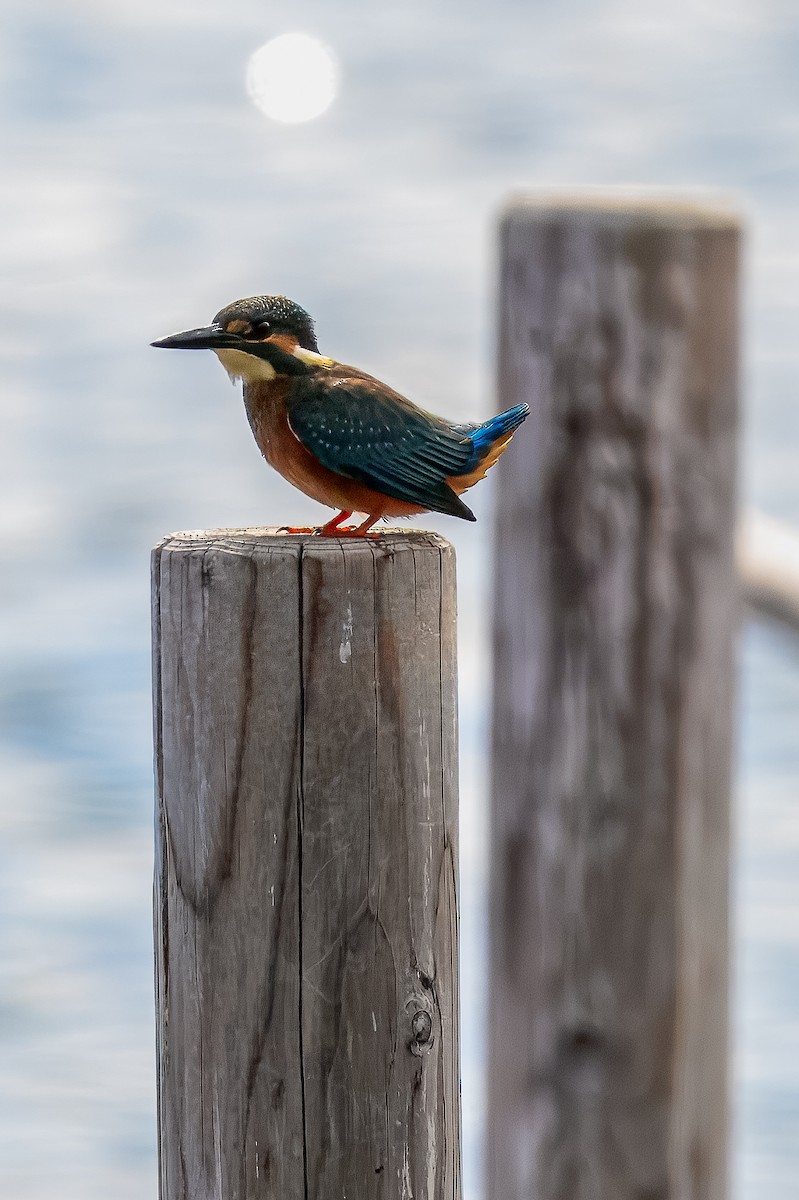 Common Kingfisher - ML645967961
