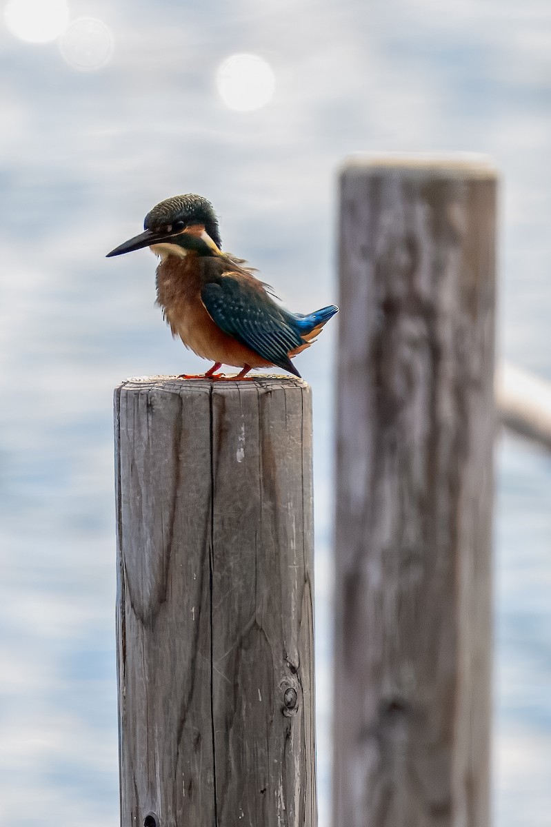 Common Kingfisher - ML645967962