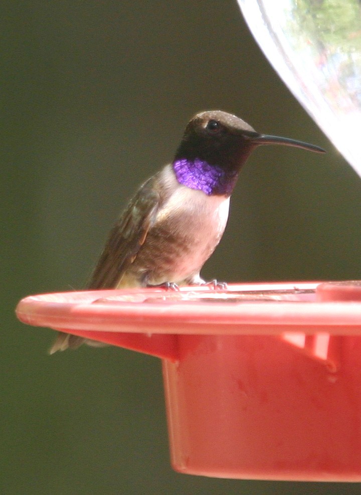Black-chinned Hummingbird - ML645967963