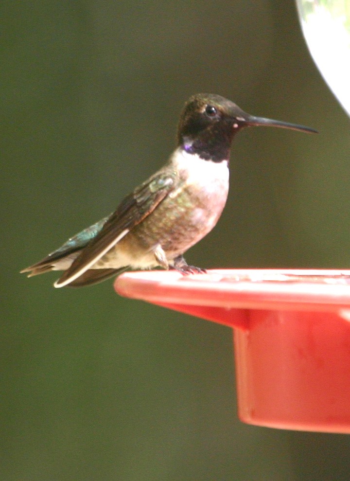 Black-chinned Hummingbird - ML645967964