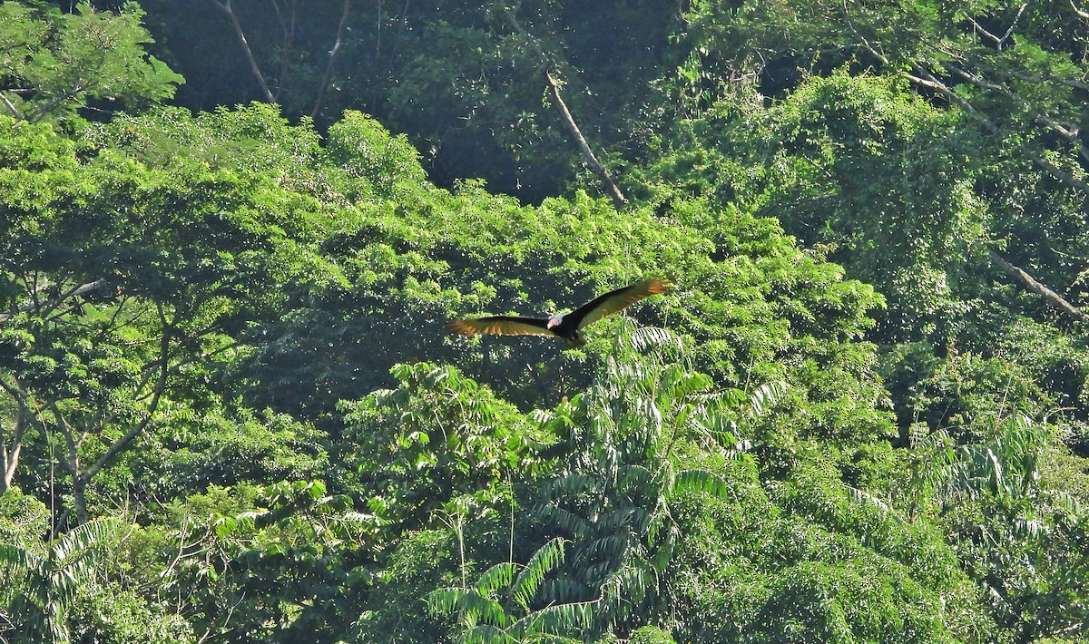 Turkey Vulture - ML645967966