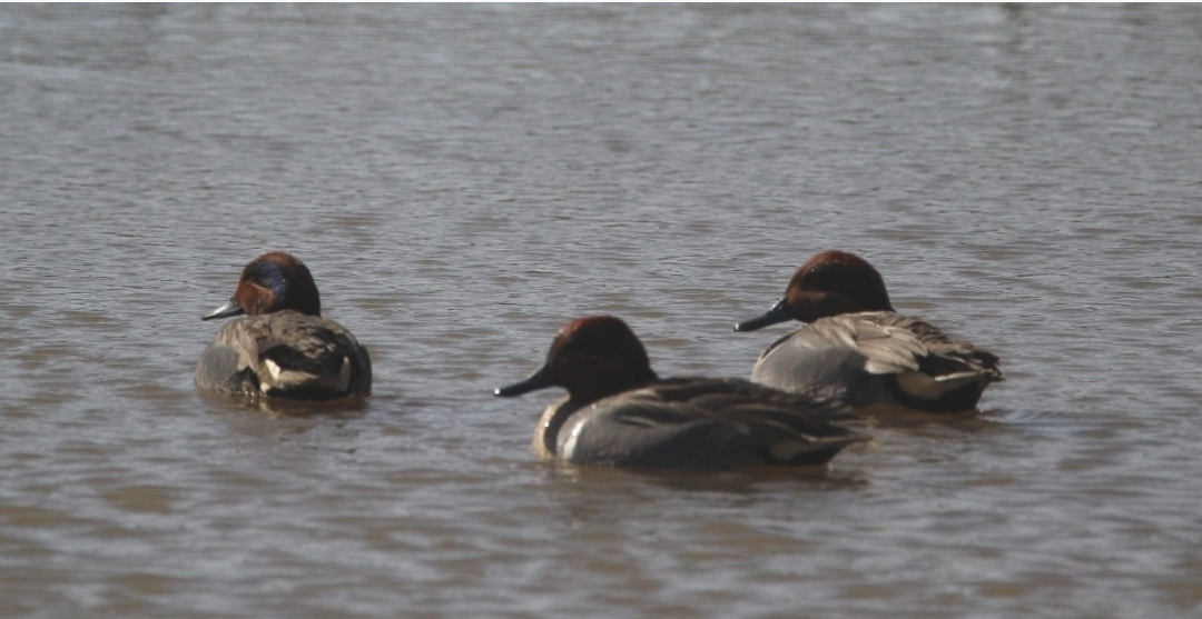 Green-winged Teal - ML645967967