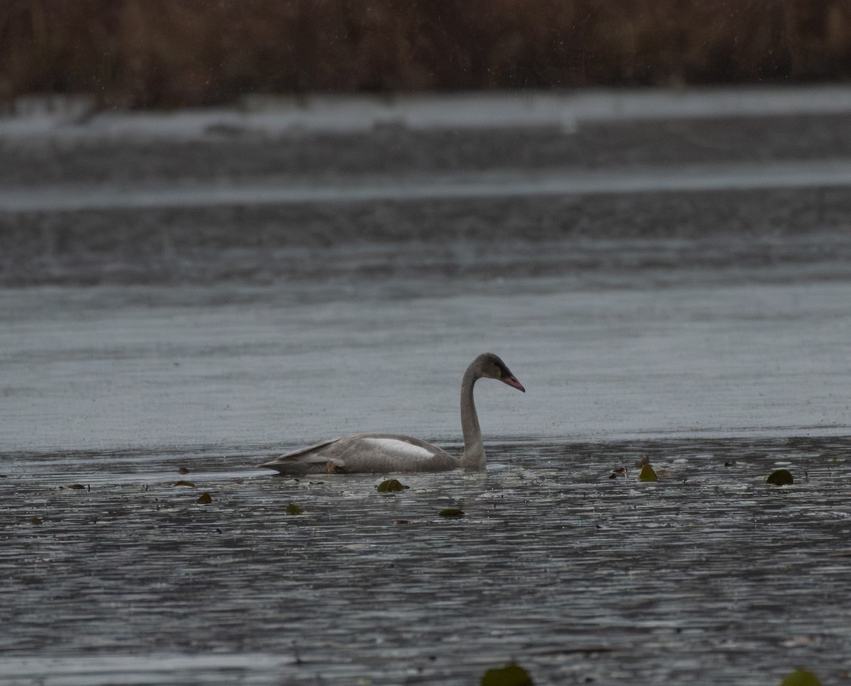 Trumpeter Swan - ML645967969