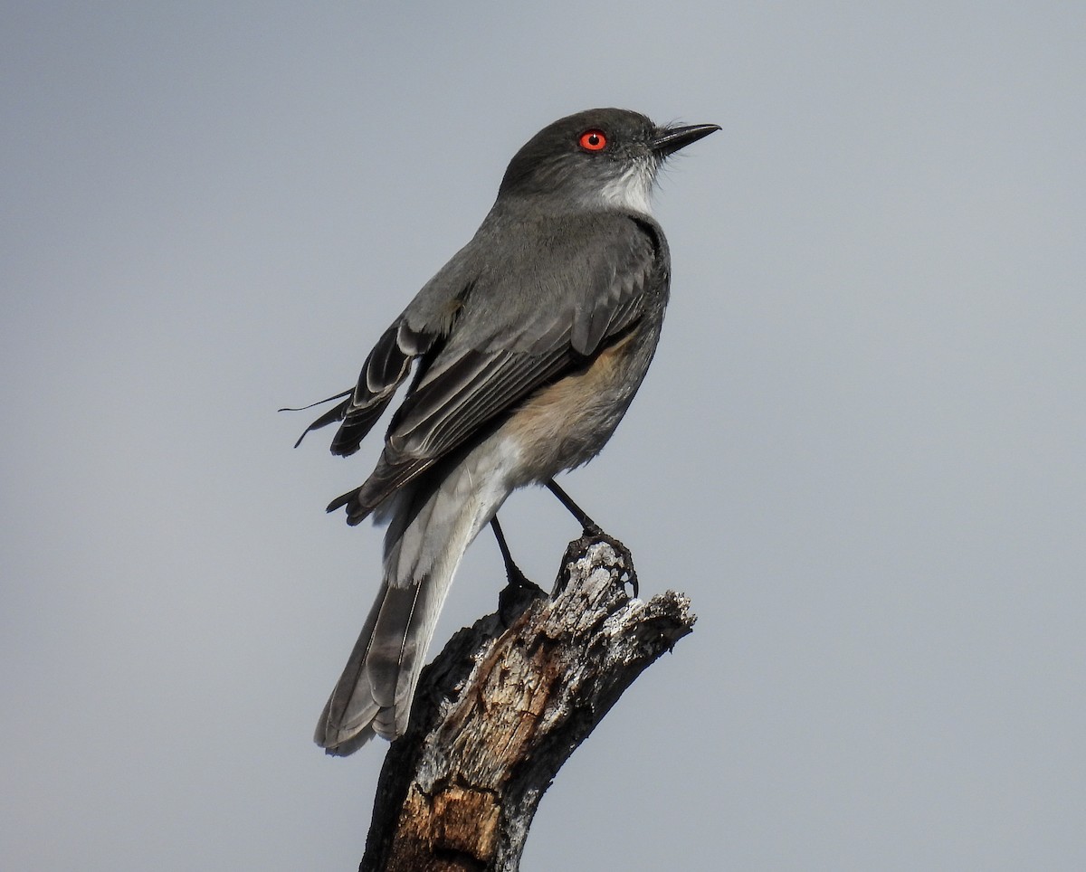 Fire-eyed Diucon - ML645967971