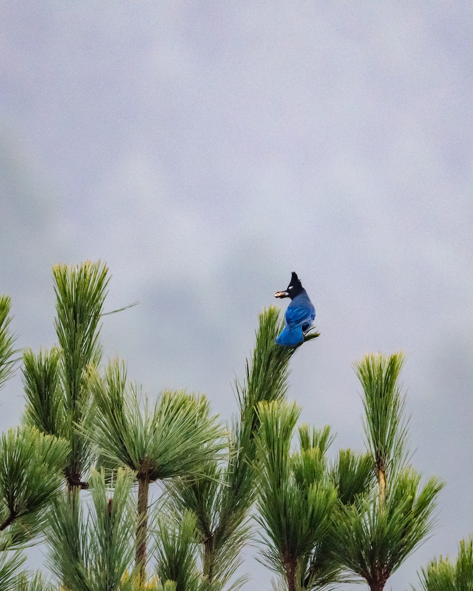 Steller's Jay (Middle American) - ML645967972