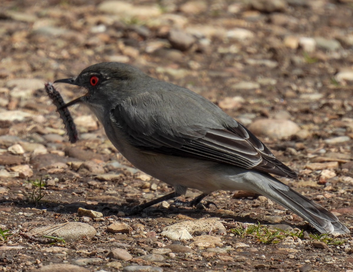 Fire-eyed Diucon - ML645967973