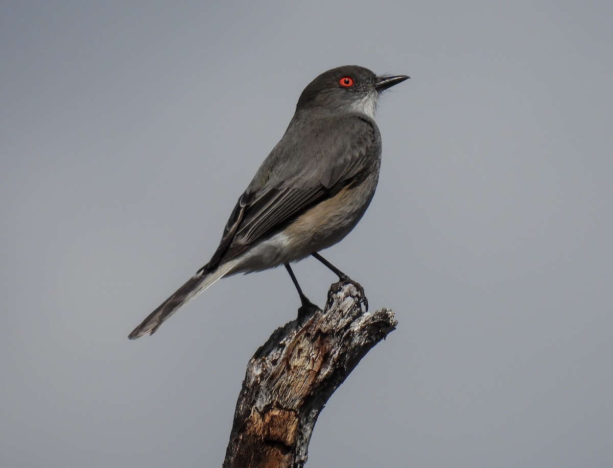 Fire-eyed Diucon - ML645967974