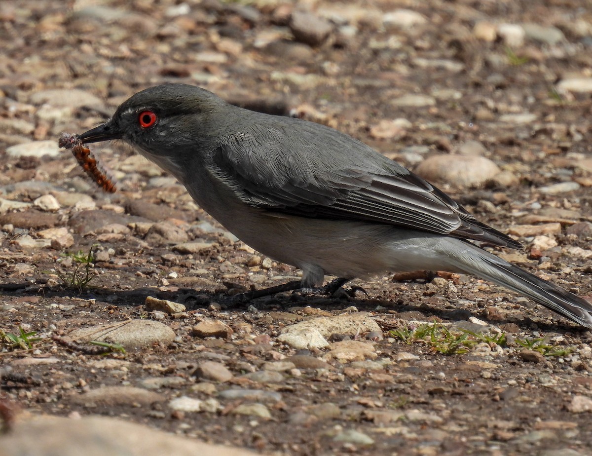 Fire-eyed Diucon - ML645967975