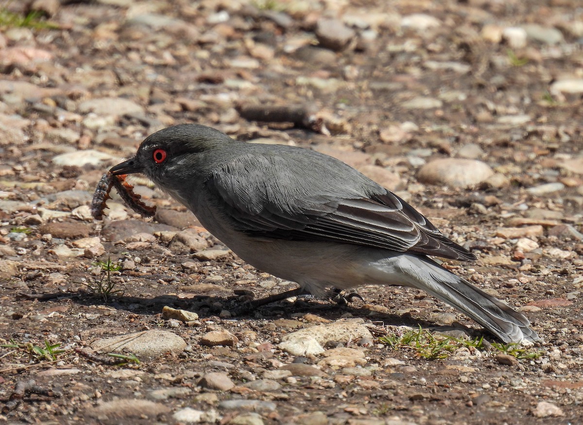 Fire-eyed Diucon - ML645967976