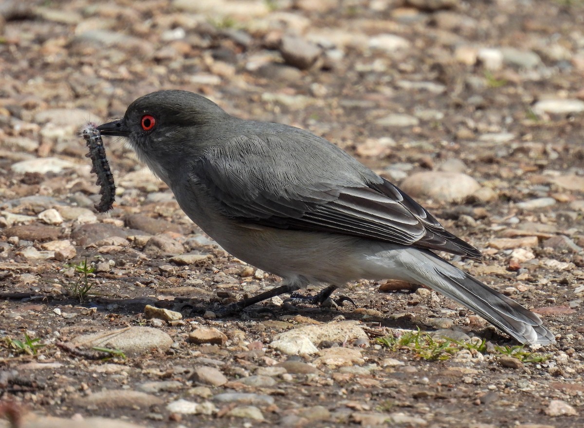 Fire-eyed Diucon - ML645967977