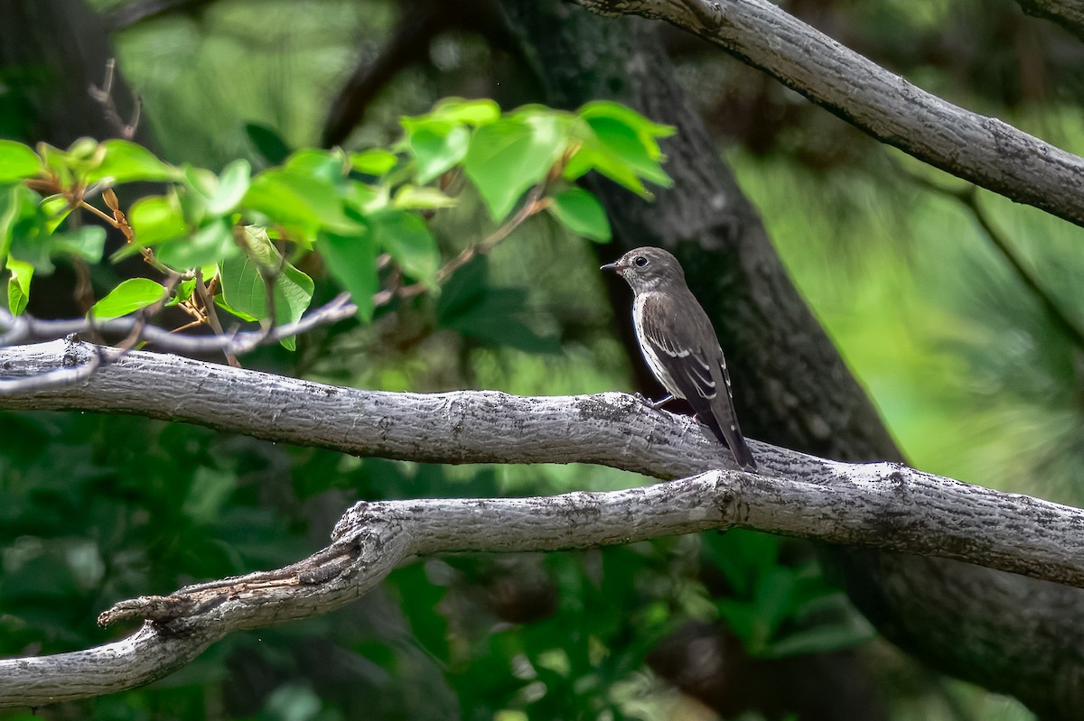 Gray-streaked Flycatcher - ML645967978