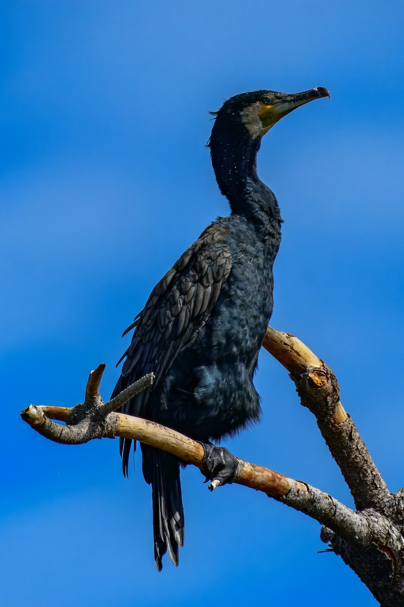 storskarv - ML645967984