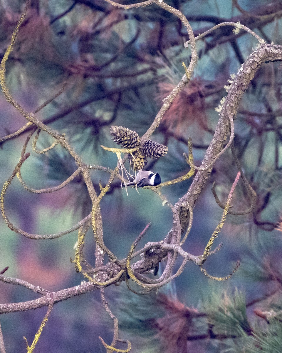 Grauflankenmeise - ML645967986