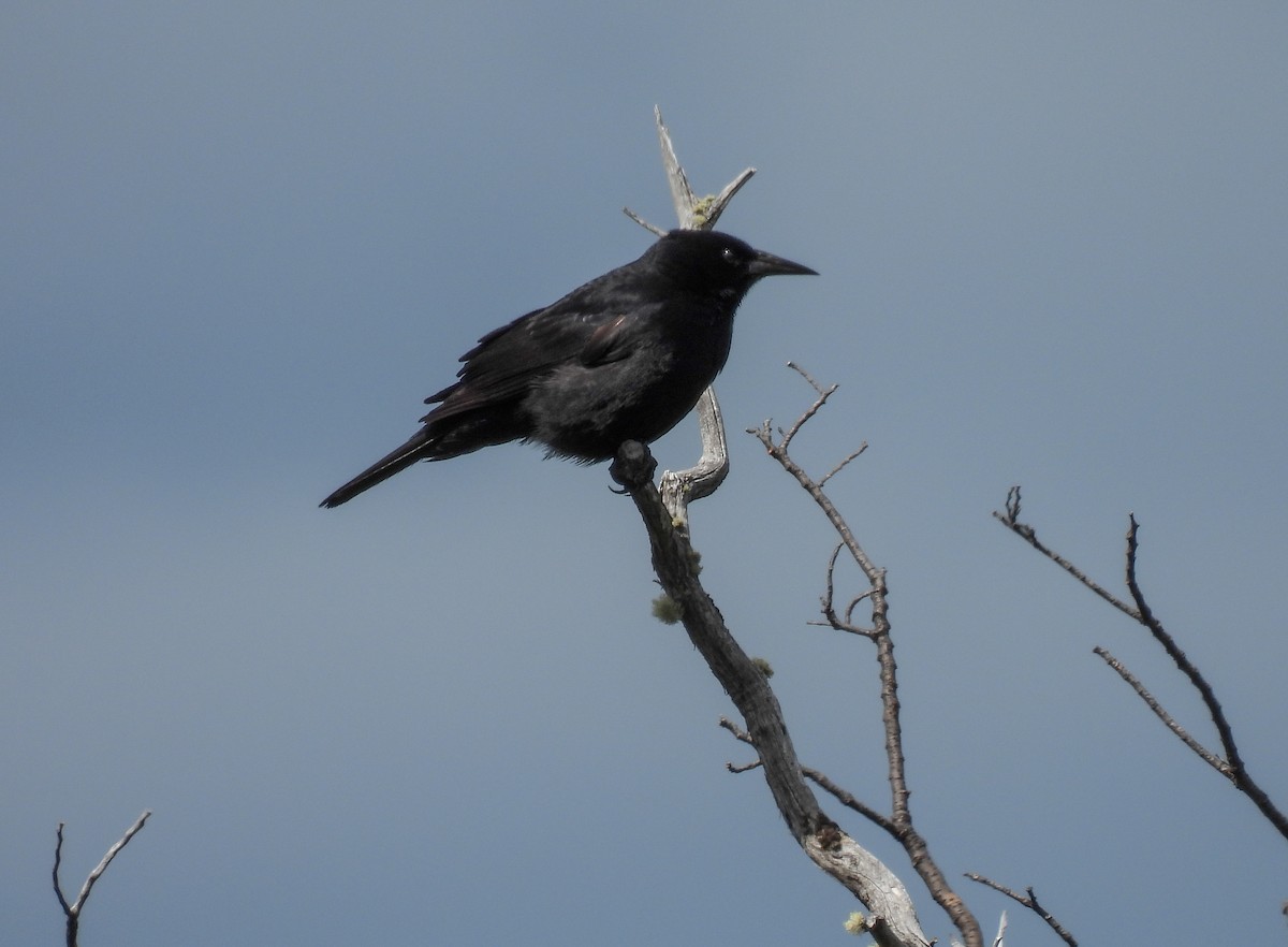 Austral Blackbird - ML645967987