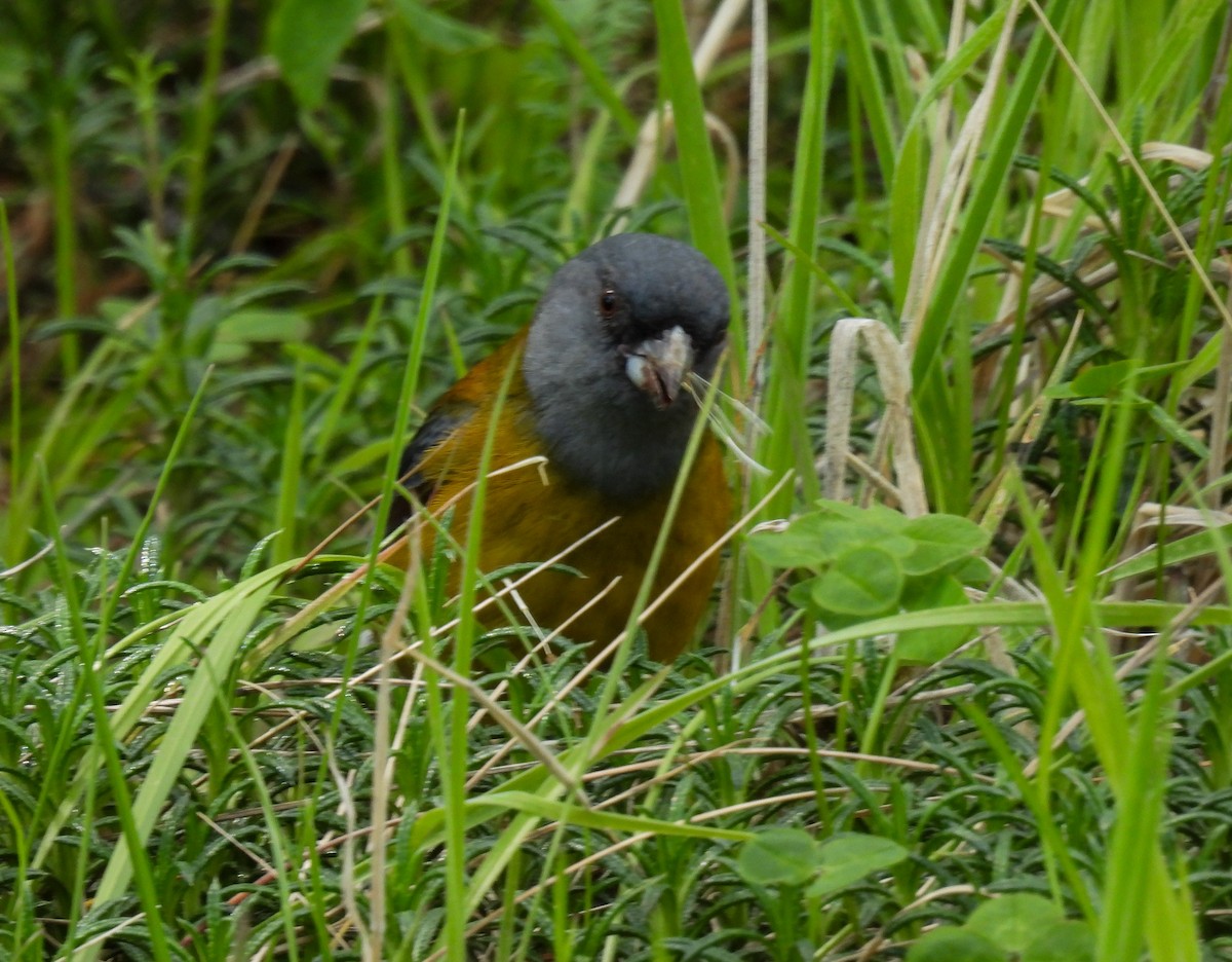 Gray-hooded Sierra Finch - ML645967990