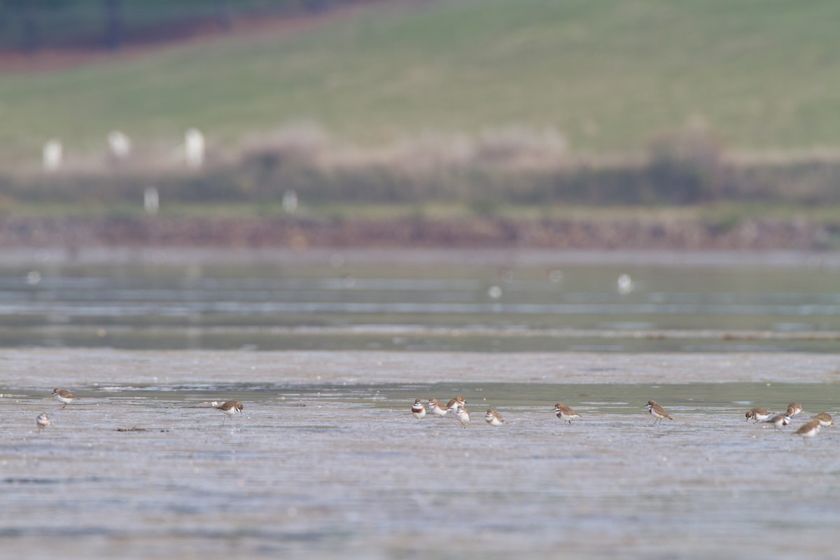 Double-banded Plover - ML645968000